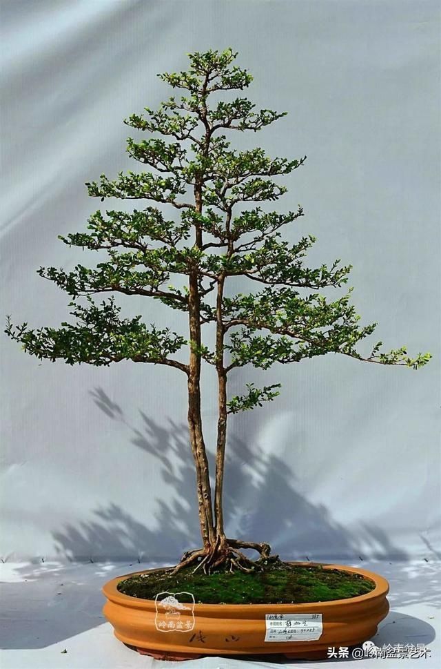  『作品』岭南珍品——山格木盆景