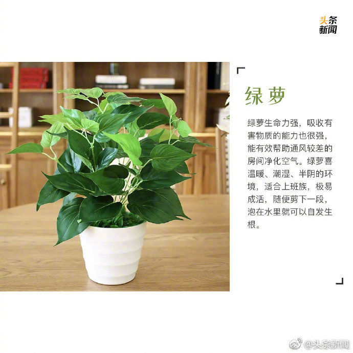  绿植：9种最宜家养的绿植 让你的家里春色满满