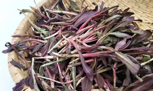  『蒲公英』春天“最苦”的6种野菜，常被当成杂草，殊不知养肝消炎价值高