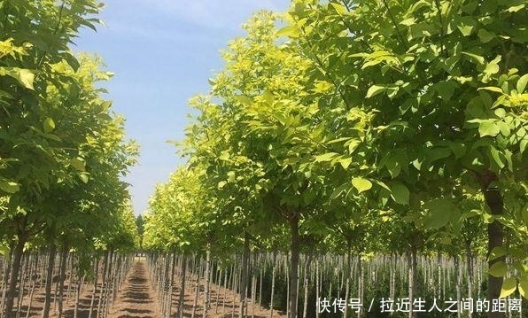  「金叶复叶槭」这些金叶树种正流行！