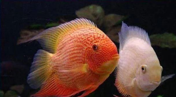  #水族市场上#美洲慈鲷之美，您细品