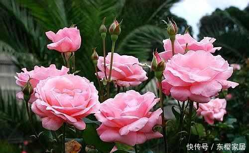  家中养上■这“4种花”绽放极美，晒晒太阳，能开100朵，春天至少要养1盆！