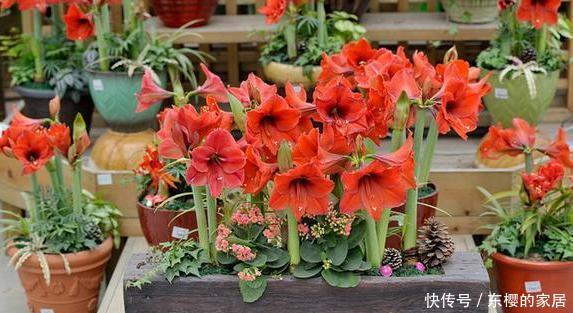 『室内』这3款花忒适合室内盆栽,花开芳香艳丽,可净化空气、平衡湿度