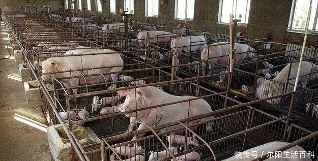  「非洲」非洲猪瘟疫苗将进入临床试验阶段，养猪人别开心，离上