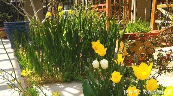  『福而摩沙』两年郁金香种植回顾