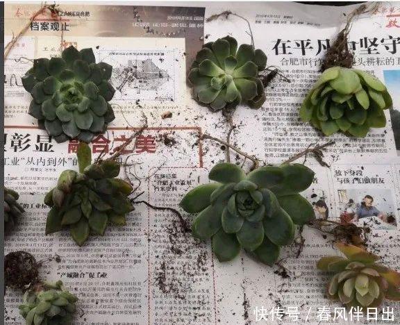  水培花瓶@总是养不好的3种花，赶紧扔水里，越长越有劲！
