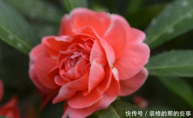  光照■阳台养花就养盆它，喜欢光照还耐晒，夏天也能开花不断，适合新手