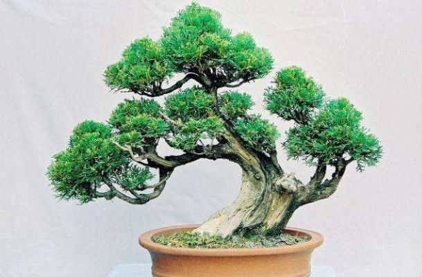 『不妨』家有小院,不妨养款灌木植物,沾土就活,花苞轻松爬满枝头,娇艳