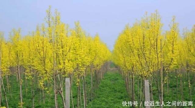 「金叶复叶槭」这些金叶树种正流行!