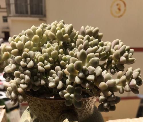  【高温的夏季】多肉总是徒长丑爆成大白菜？多半是犯了3个错误，养成老桩也不错