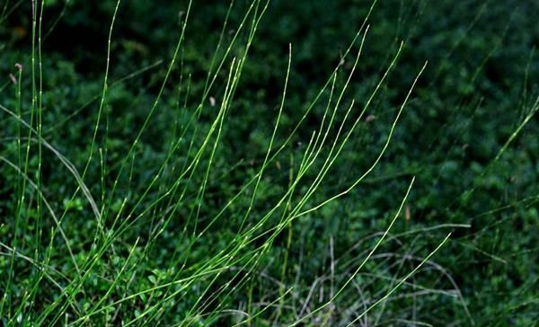  #有钱#农村这种“野草”，以前没人要，现在却争着抢，有钱也难