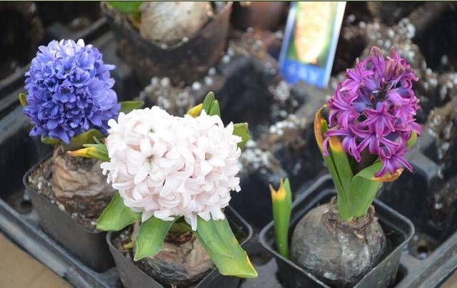  【日常】风信子日常养护技巧以相关疑难解答，养风信子就这么简单