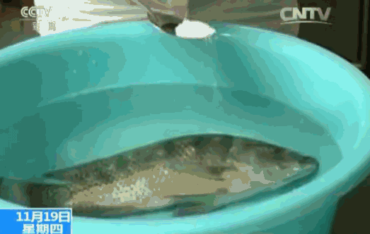 辟谣!!!盘点水产谣言，相信你就输了!