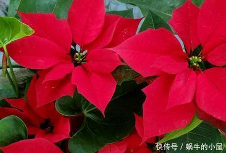  好看■阳台上不知道养什么花？这三种花好看又好养，放在阳台上蹭蹭长