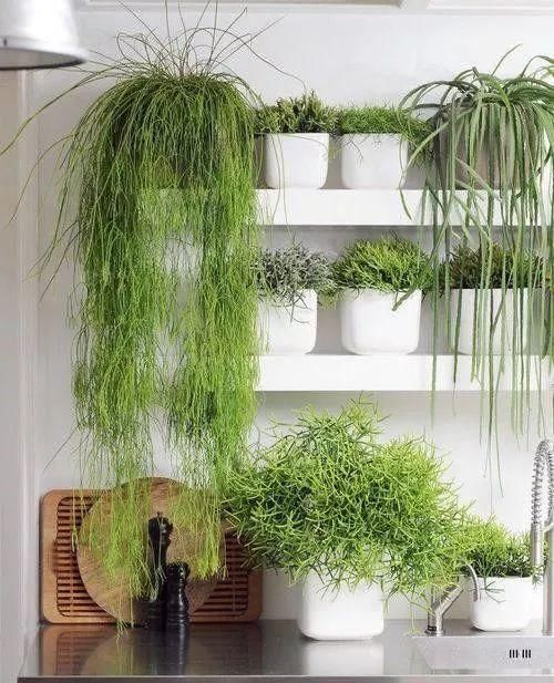  「空间」植物还种在地上？隔壁邻居把植物挂在了墙上，美翻了