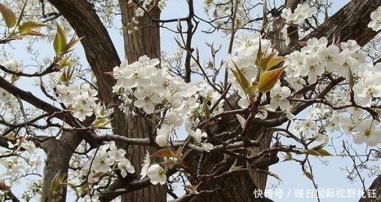 苹果开花结果过程图