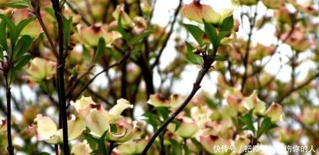 明年，种5种树经济效益高，国外农民赚了钱，早点下手为强
