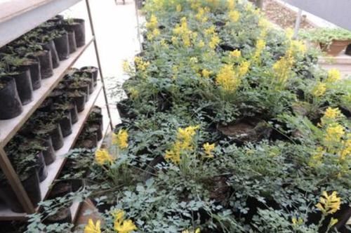  【见到】此种“野草”长在山坡上，见到别踩，1斤能卖“50元”，有价值！