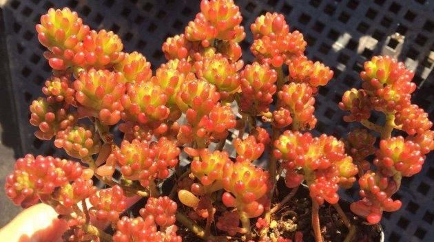 「红色」红色浆果这样养,新的一年“红红火火”!