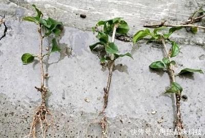 「插床基质」三角梅怎么扦插