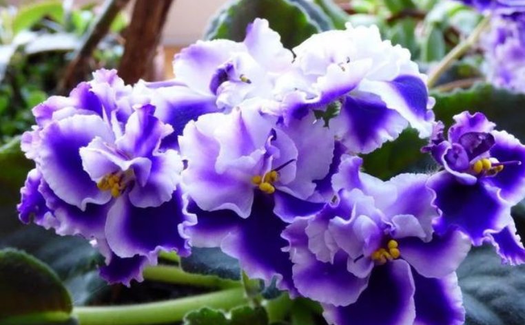  『花型』3种花，是花卉中的“劳模”，全年开花不断，花型紧簇，花量多！