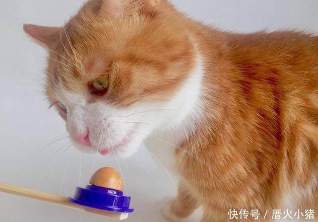  「花猫」橘猫将狸花猫当作猫脚架，狸花猫向铲屎官诉苦，铲屎官我也没辙