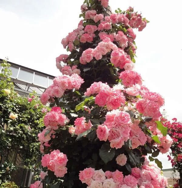  速度：生长速度最快的藤本花卉，漂亮又好养，一年长成花墙还能四季开花