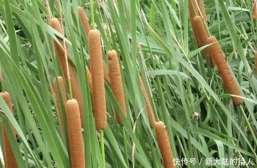 『杂草』“奇特”的1种杂草,被称为“香蒲”,生长在河边,其实很珍贵!