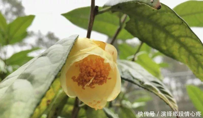  「李时珍」李时珍一辈子没找到的花,广西贫困户种它发大财