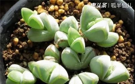  #上名#傻傻分不清的多肉，就看它这儿，一眼就能叫上名！