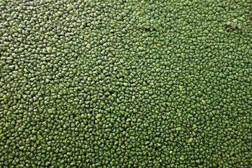  『植物』为什么有人把花朵形容为植物的“面容”它们有什么不一样的呢？