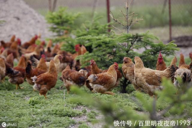  #利润#土鸡利润那么高，很多养殖户还是亏损！主要原因有两个方