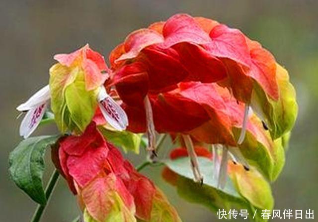 『护理』长相奇特的虾衣花,做好这些护理,常年开花容易爆盆