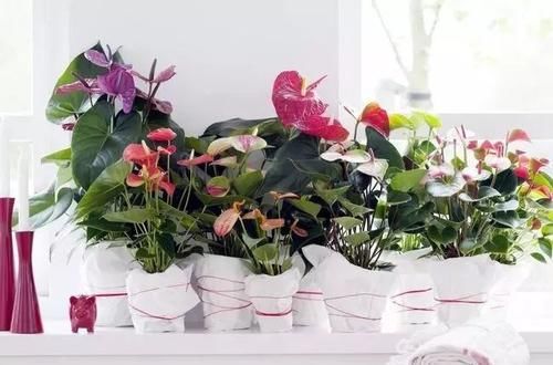  「要注意」红掌在室内养的几个关键，让花后还能开花，花朵更加斑斓