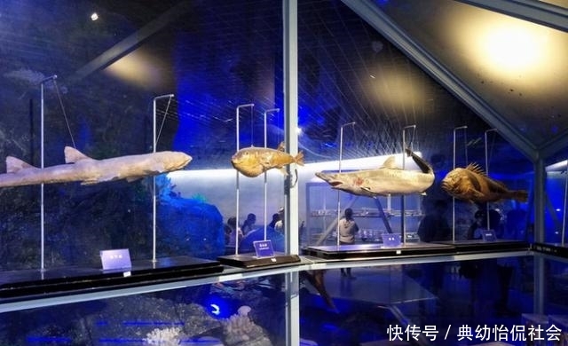 无需舍近求远，在福州也能看到海洋巨大生物的骨骼标本