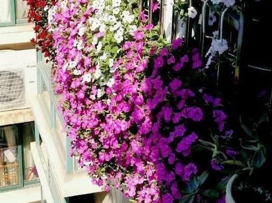  「成花」此花，每一个藤条上都可以长出来数不尽的小花苞，花苞开放成花。