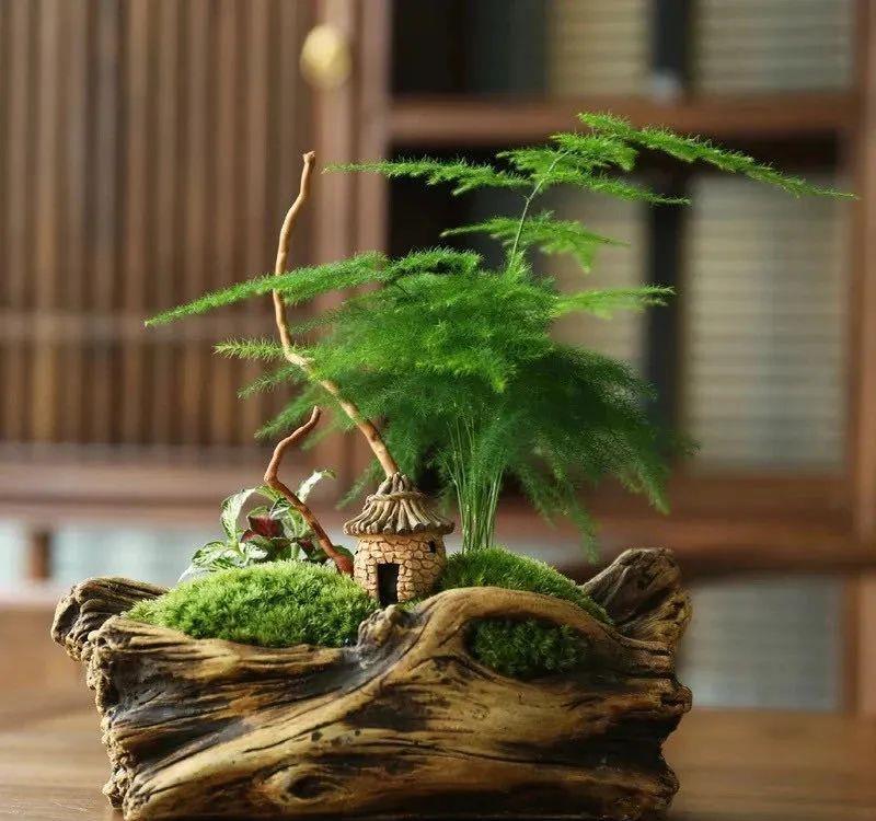  「喜欢疏松肥沃」八种不爱晒太阳的花，一晒就发蔫！