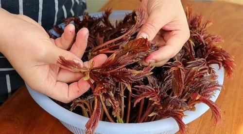  「把香椿」香椿正确的保存方法，方法超简单，随吃随取，和刚摘的一样鲜