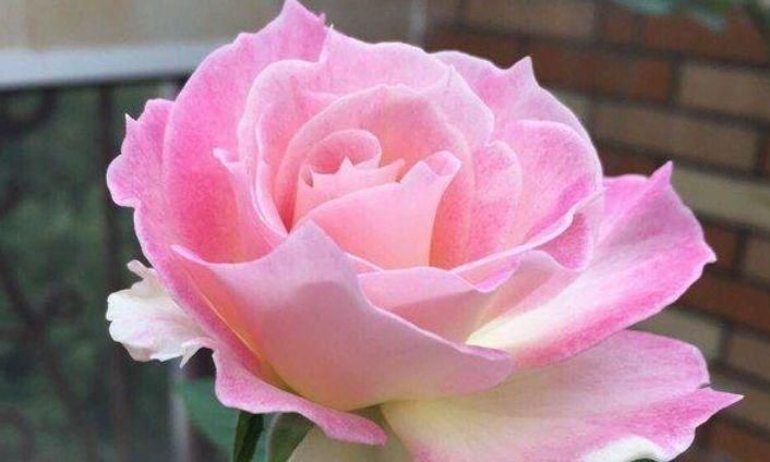 适合:4种花适合夏天养,开花爆盆花期长,香味浓郁比香水好闻