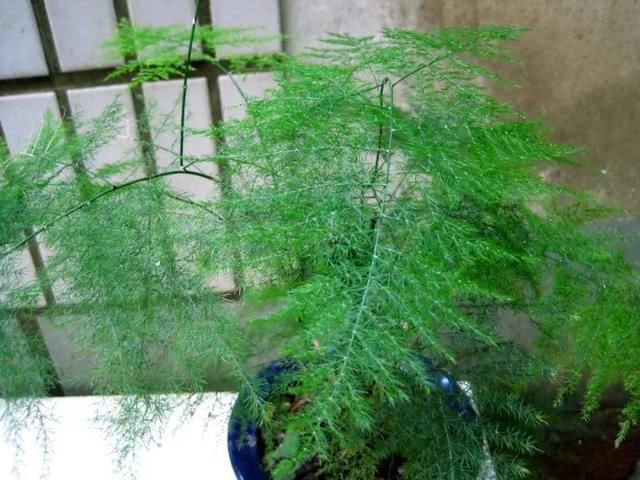  剪刀|文竹干枯似柴火，一剪刀全剪了，新生的叶子油亮亮
