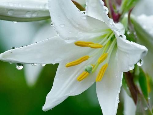 #红色#家里喜欢养花,这四款花开四季,花色多又艳,花开繁盛惹人爱,美