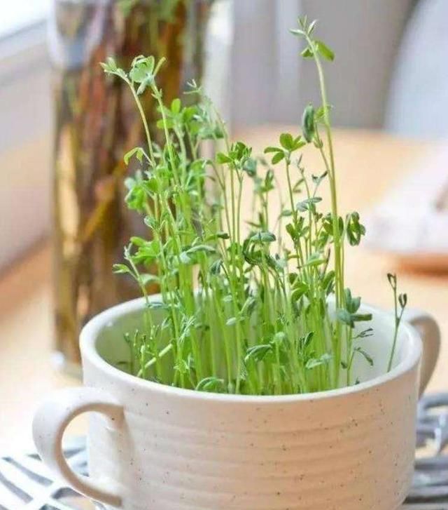 「豌豆」家里的豌豆花生,拿出几颗,也能养成盆栽!