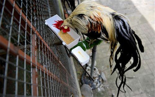 新品种长尾巴公鸡价值昂贵，市民却坦言：白送也不敢吃