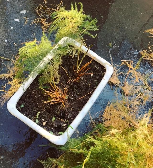  [明亮的位置]嫌花长得丑，趁现在砍头，2个月脱胎换骨！
