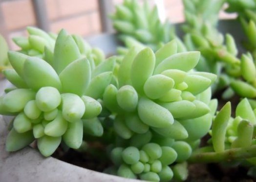 特别@这些多肉植物,养在阳台吊起来,不仅长势旺,还特别好养