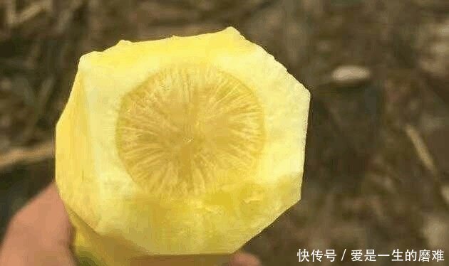 生长在土里的农村水果, 价钱很高, 农村人不舍得吃