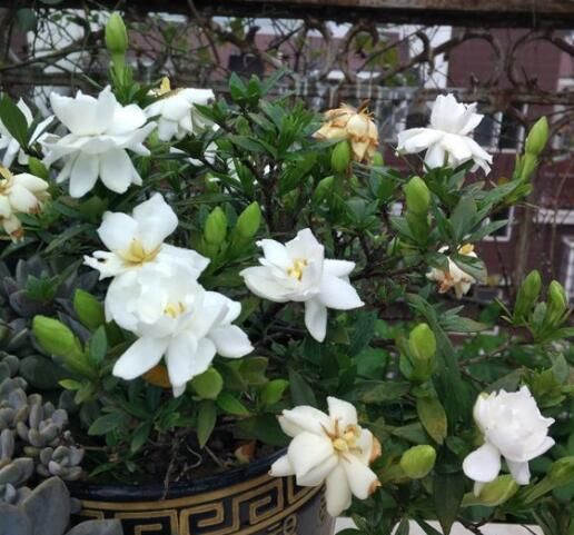  栀子花|养栀子花，花朵洁白，叶子四季翠绿，开花多，比茉莉更香!