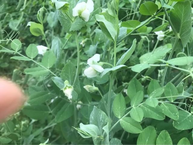  【检查】爸爸，今年我种在阳台上的芍药开花了呢
