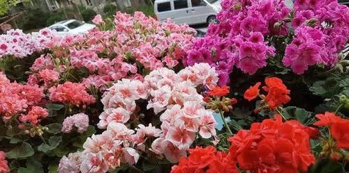  『开花』“此花”养阳台，妥妥的“开花机器”，好养又漂亮，人见人爱
