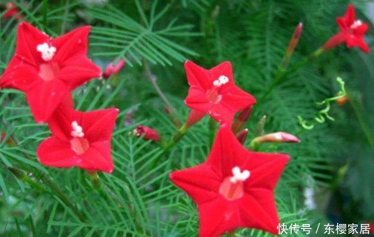 「富贵」几种旺运花,吉祥添富贵,迷人的花朵开满整个花盆,快养起来吧